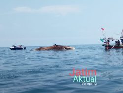 Ditemukan Mati Dan Busuk Ikan Paus Bungkuk Berukuran 20 Meter Di Perairan Camplong Sampang Madura